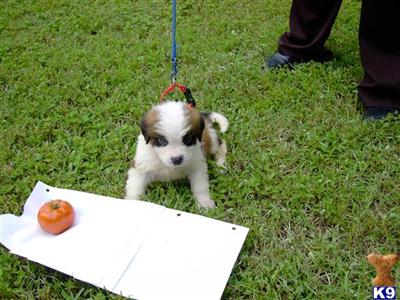 Saint Bernard Puppies for Sale